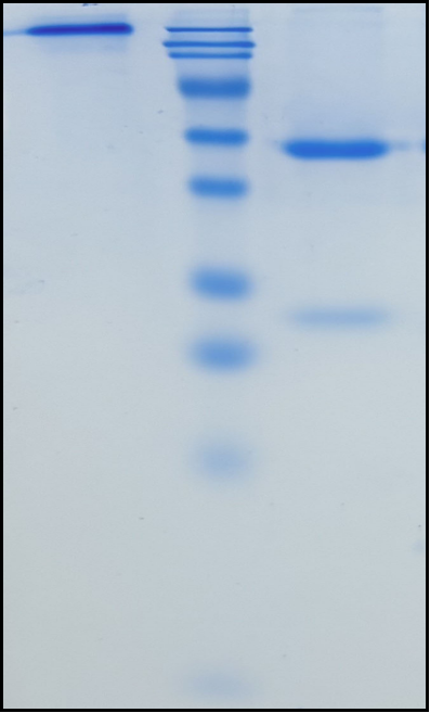 (Obinutuzumab)Biosimilar Reference Antibody
