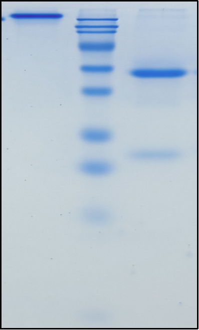 (Ociperlimab)Biosimilar Reference Antibody