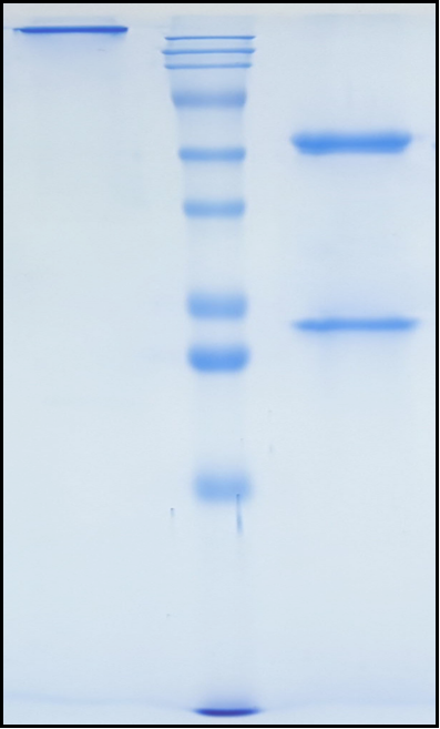 (Olaratumab)Biosimilar Reference Antibody