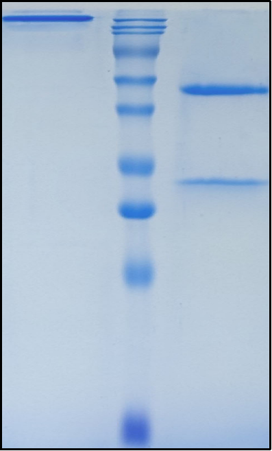 (Oleclumab)Biosimilar Reference Antibody