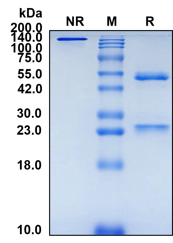 (Omburtamab)Biosimilar Reference Antibody(B7H3/CD276)(CAS NO:1895083-75-6)