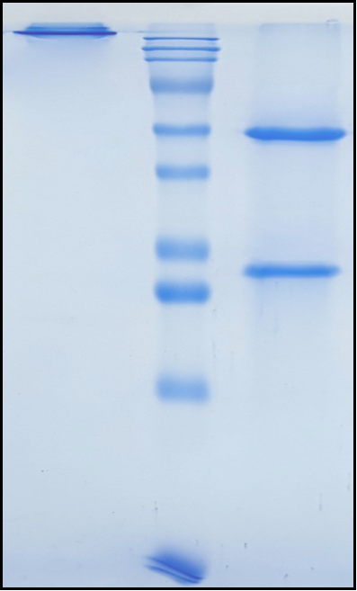 (Ongericimab)Biosimilar Reference Antibody