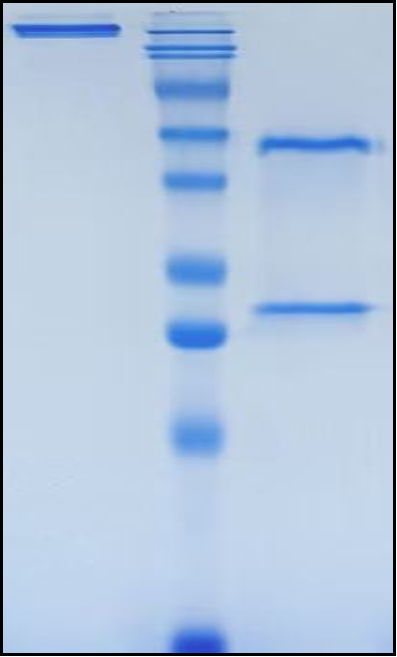 (Ontamalimab)Biosimilar Reference Antibody