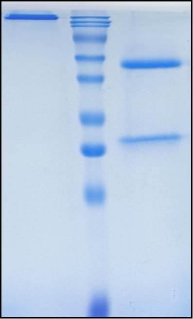 (Onvatilimab)Biosimilar Reference Antibody