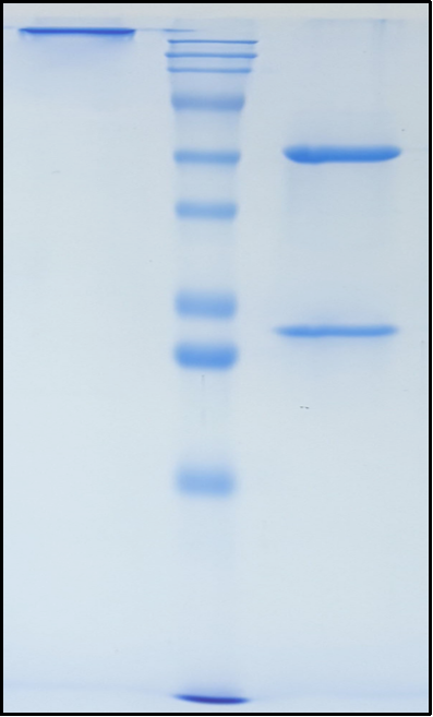 (Opelkibart)Biosimilar Reference Antibody