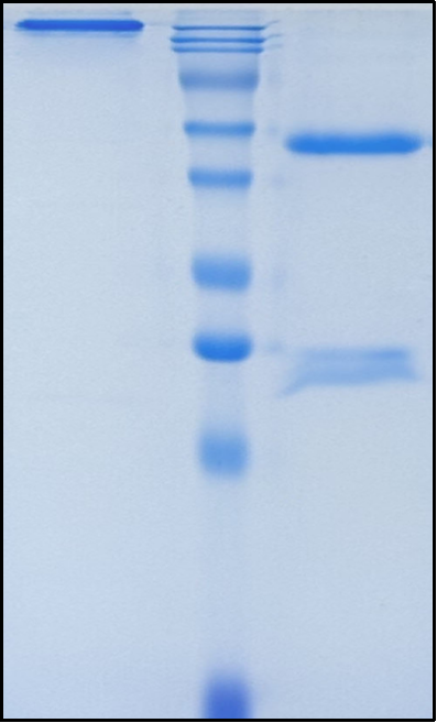 (Opucolimab)Biosimilar Reference Antibody