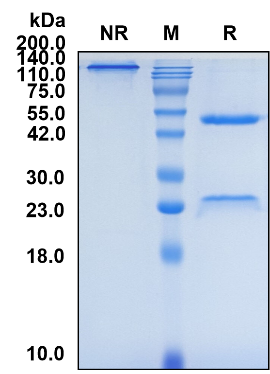(Ordesekimab)Biosimilar Reference Antibody