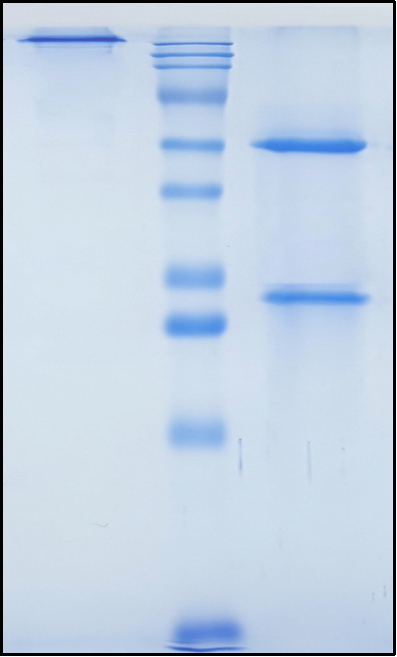(Orilanolimab)Biosimilar Reference Antibody