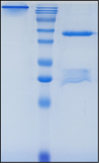(Ormutivimab)Biosimilar Reference Antibody