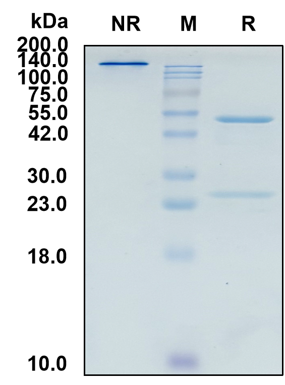 (Osocimab)Biosimilar Reference Antibody(F11)(CAS NO:2056878-75-0)