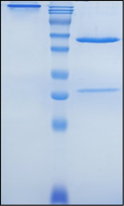 (Otelixizumab)Biosimilar Reference Antibody