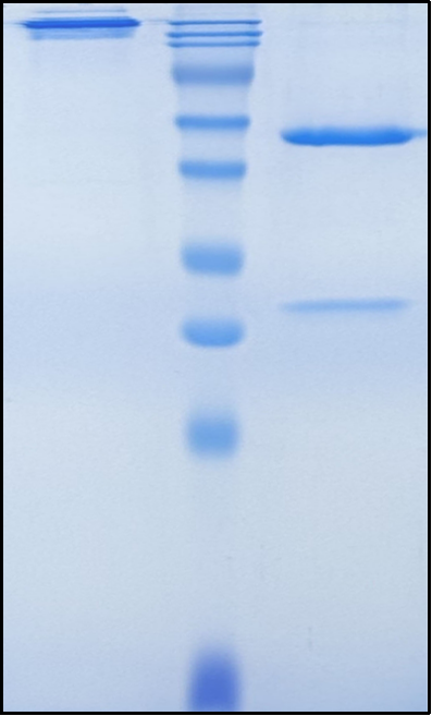 (Otilimab)Biosimilar Reference Antibody