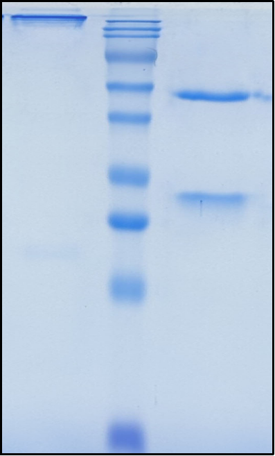 (Paridiprubart)Biosimilar Reference Antibody