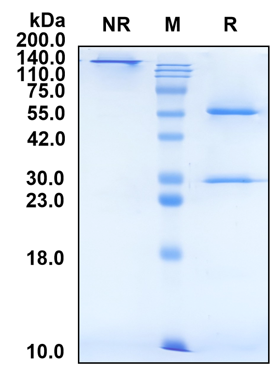 (Patecibart)Biosimilar Reference Antibody