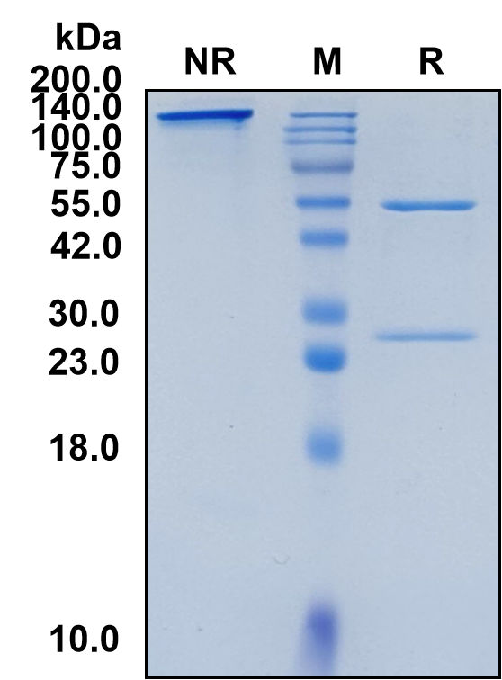 (Pembrolizumab)Biosimilar Reference Antibody(PDCD1/CD279/PD1)(CAS NO:1374853-91-4)