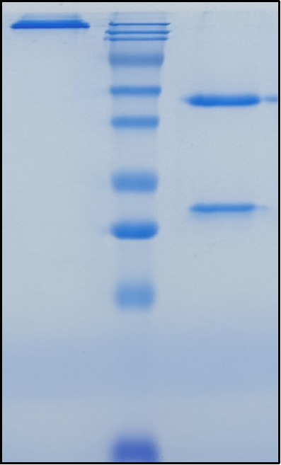 (Penpulimab)Biosimilar Reference Antibody