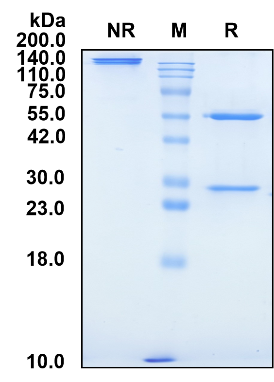 (Pepinemab)Biosimilar Reference Antibody