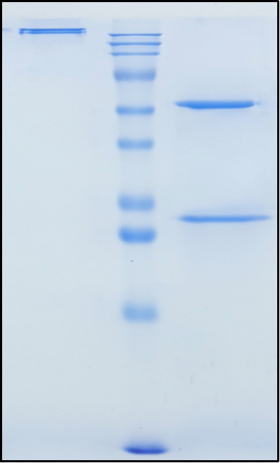 (Perenostobart)Biosimilar Reference Antibody