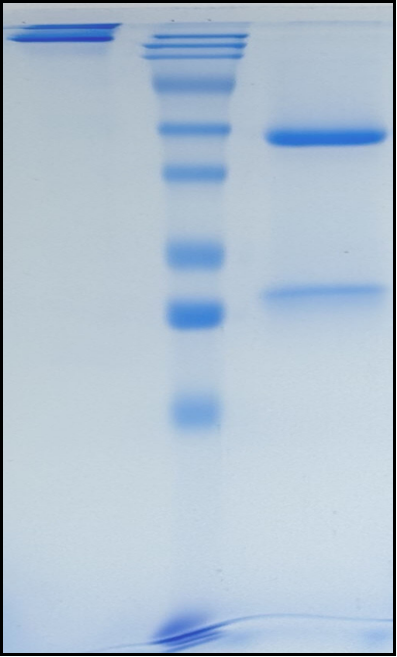 (Pertuzumab)Biosimilar Reference Antibody