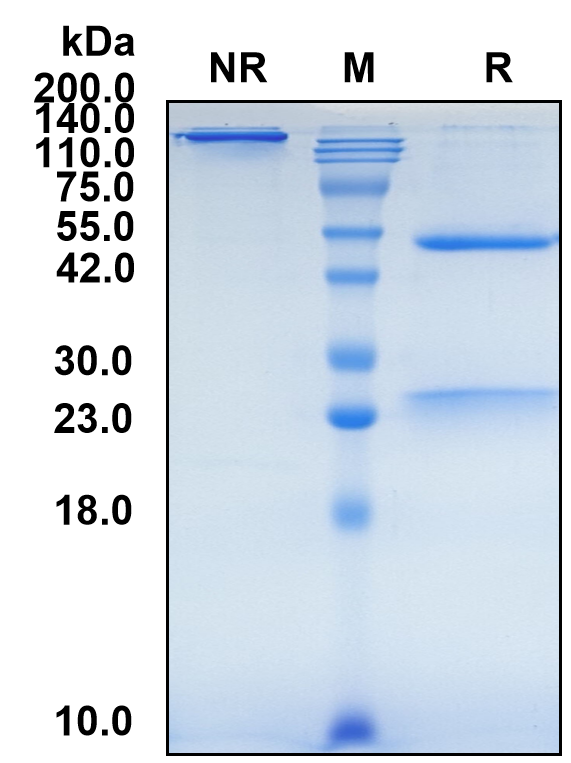 (Pidilizumab)Biosimilar Reference Antibody
