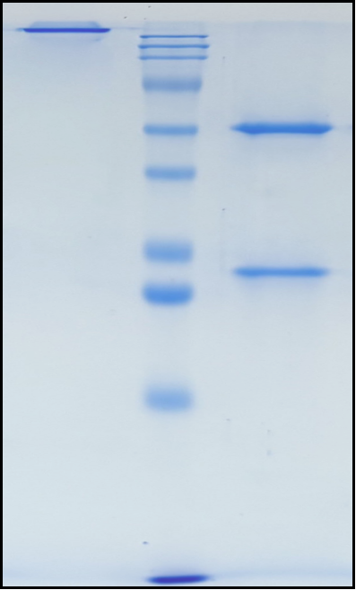 (Pimivalimab)Biosimilar Reference Antibody