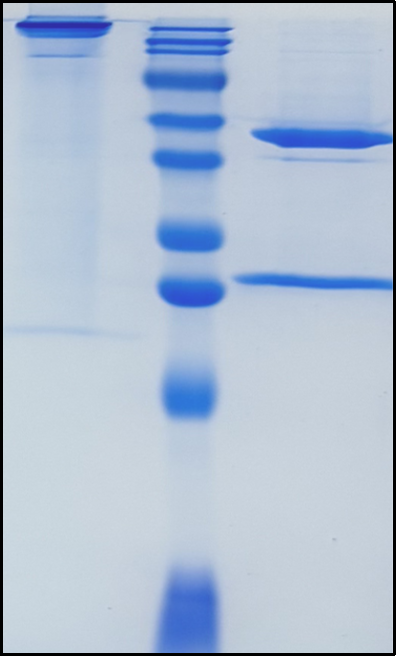(Pinatuzumab)Biosimilar Reference Antibody