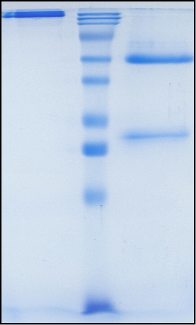 (Pivekimab)Biosimilar Reference Antibody