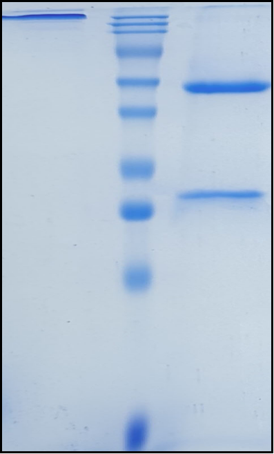 (Plonmarlimab)Biosimilar Reference Antibody