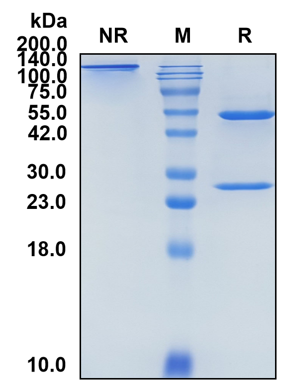 (Polatuzumab)Biosimilar Reference Antibody(AGM6/CD79B)(CAS NO:2279068-37-8)