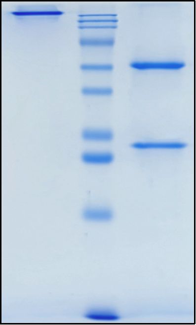 (Polzastobart)Biosimilar Reference Antibody