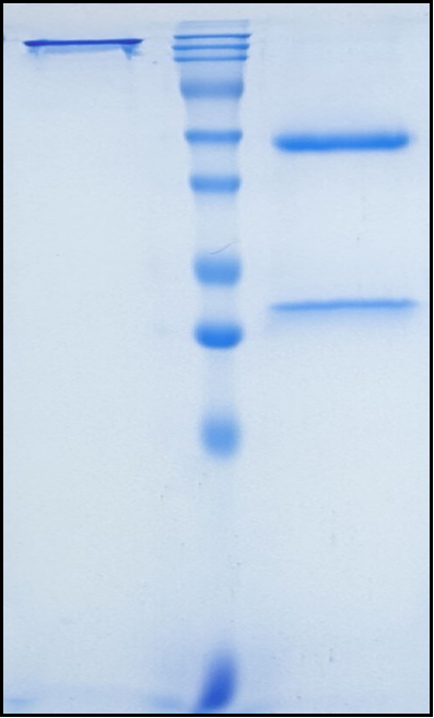 (Ponsegromab)Biosimilar Reference Antibody