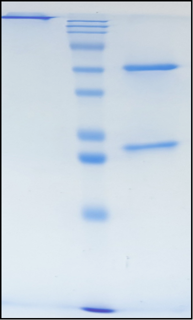 (Pradusinstobart)Biosimilar Reference Antibody