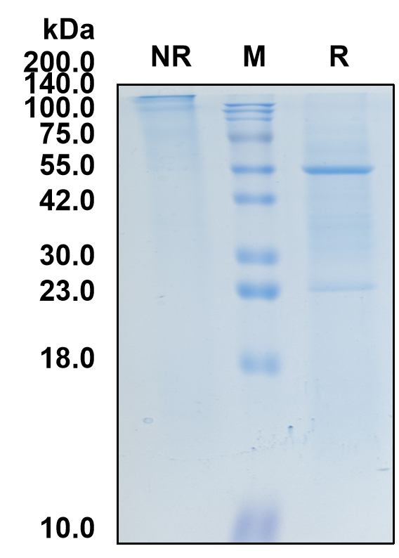 (Prafnosbart)Biosimilar Reference Antibody(ACVR1)(CAS NO:2566473-71-8)