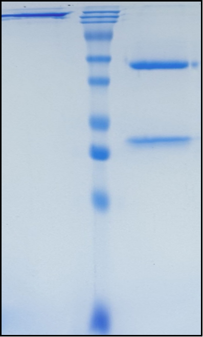 (Praluzatamab)Biosimilar Reference Antibody