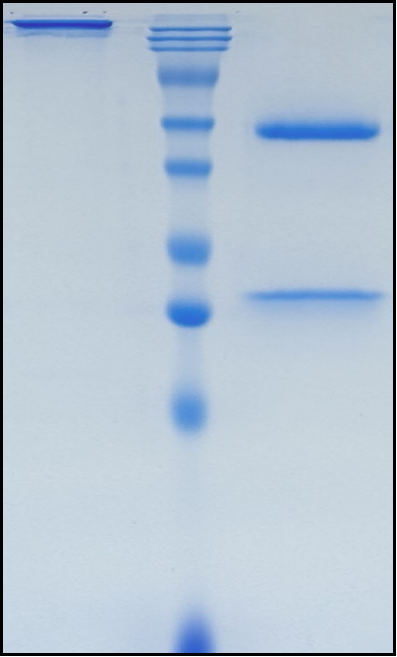 (Pritoxaximab)Biosimilar Reference Antibody