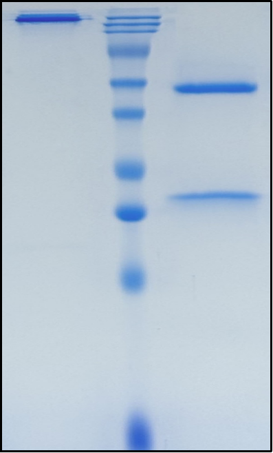 (Pritumumab)Biosimilar Reference Antibody