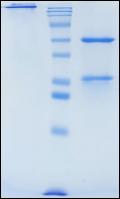 (Pucotenlimab)Biosimilar Reference Antibody