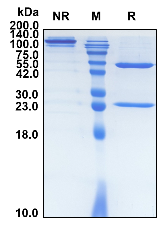 (Pulocimab)Biosimilar Reference Antibody(KDR/CD309/VEGFR2)(CAS NO:2428381-49-9)