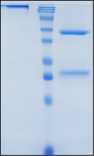 (Puxitatug)Biosimilar Reference Antibody