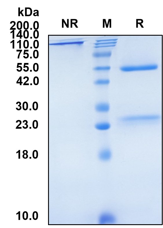 (Quavonlimab)Biosimilar Reference Antibody