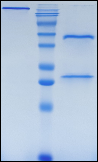 (Quetmolimab)Biosimilar Reference Antibody