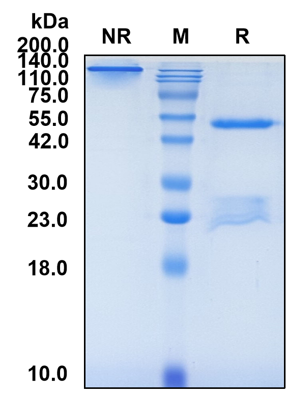(Rafivirumab)Biosimilar Reference Antibody(Rabies Virus Antigenic Site III)(CAS NO:944548-37-2)