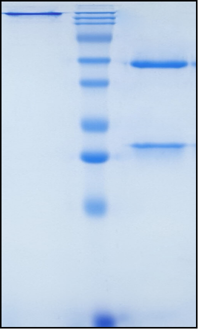 (Raludotatug)Biosimilar Reference Antibody