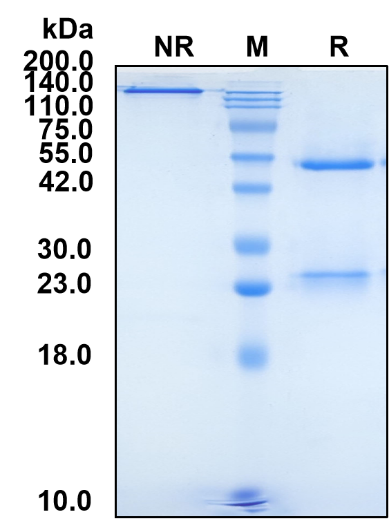 (Ralzapastotug)Biosimilar Reference Antibody