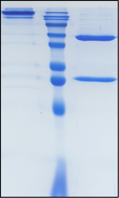 (Ramucirumab)Biosimilar Reference Antibody