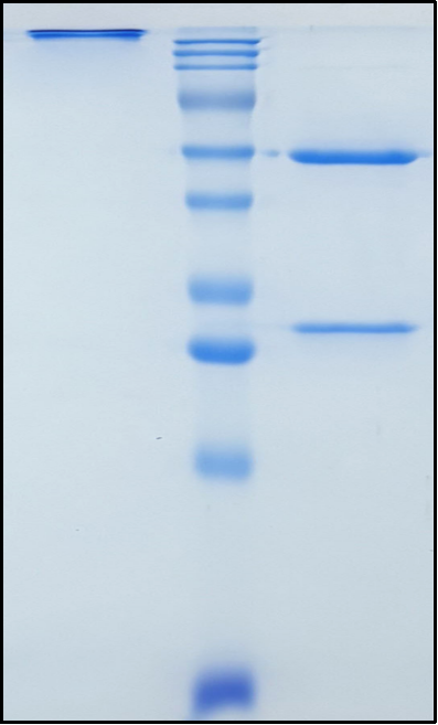 (Reflocibart)Biosimilar Reference Antibody