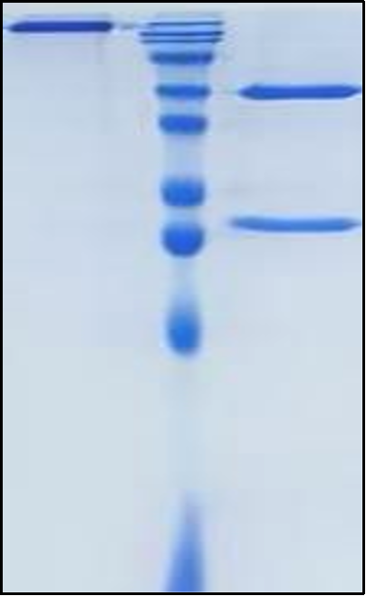 (Relatlimab)Biosimilar Reference Antibody