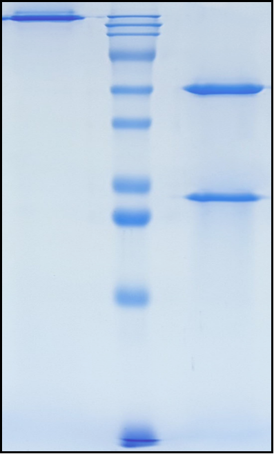 (Retifanlimab)Biosimilar Reference Antibody