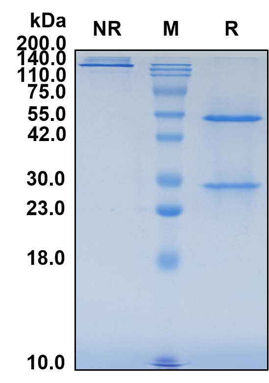 (Retlirafusp)Biosimilar Reference Antibody(PDL1/CD274)(CAS NO:2891860-17-4)