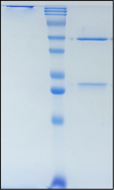 (Riliprubart)Biosimilar Reference Antibody